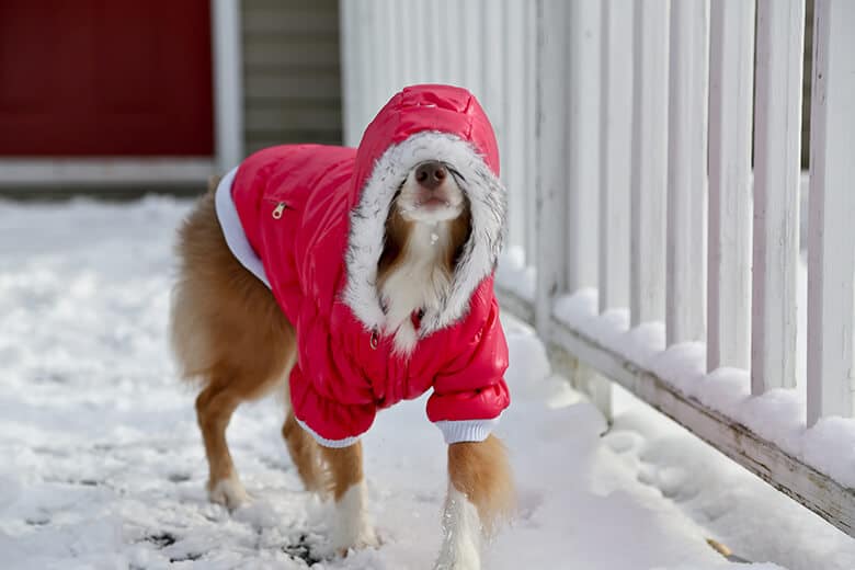 to Wear a Coat in Cold Weather