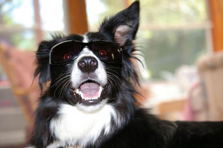 A black and white dog wearing sunglasses finds homes in L.A. County.