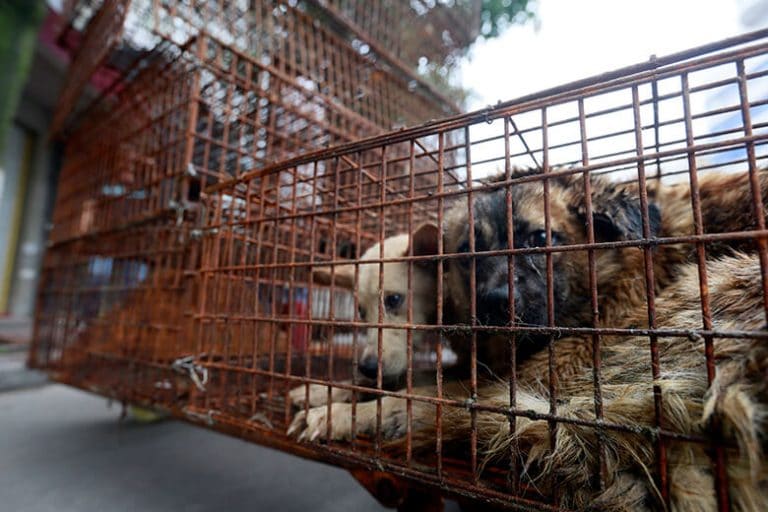 Huge Victory Dog Meat Sales Banned at Yulin