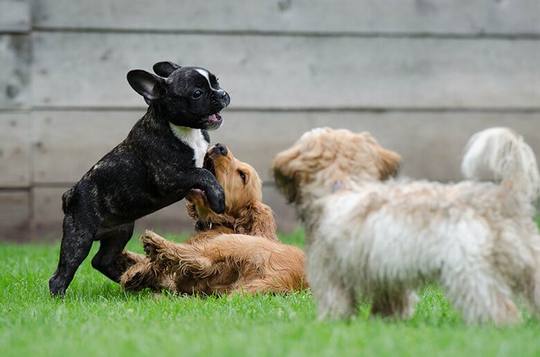 Yawn. The Most Popular Dog Names in New York City Are Quite Boring