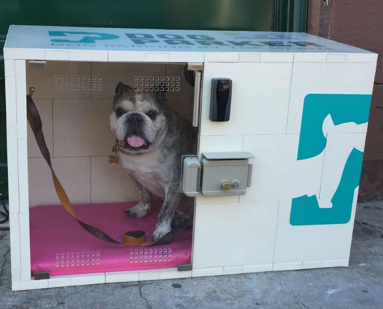 Dog Parker Provides Short-Term Boarding for New York City Dog Owners on the Go