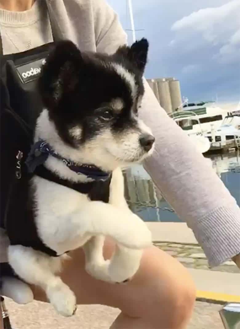 An adorable dog accompanies its owner on a bike ride.