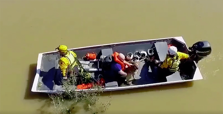 Veteran and His Dog Saved From Massive Floods After Brother Finds Them on Twitter
