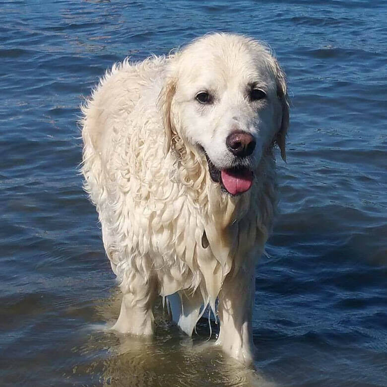 A playful dog jumps into the water.