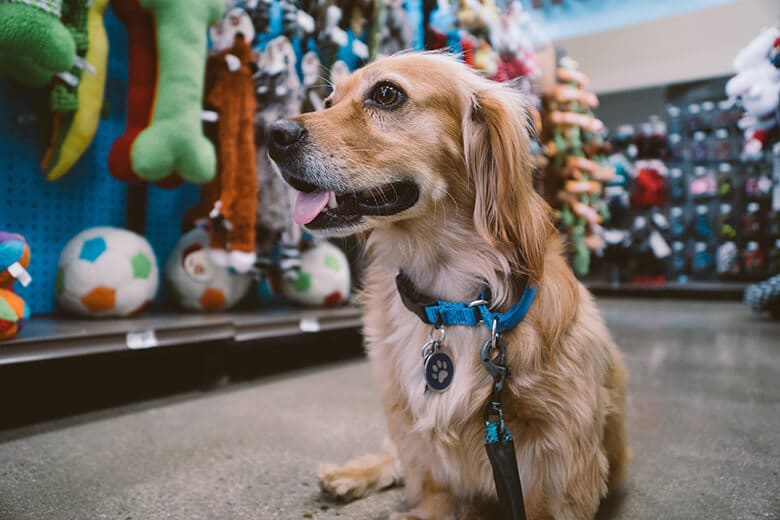 The Two Major Hazards You Need to Know About When Choosing Your Dog's Toys