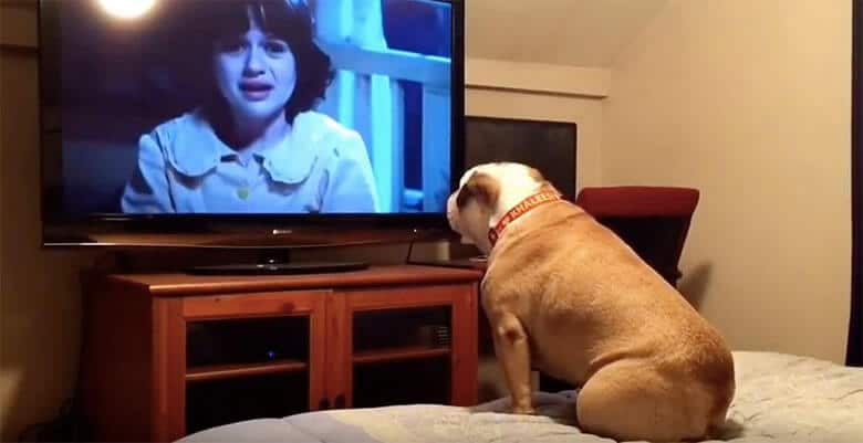 A hilariously watching dog is sitting on a bed enjoying horror movies on TV.