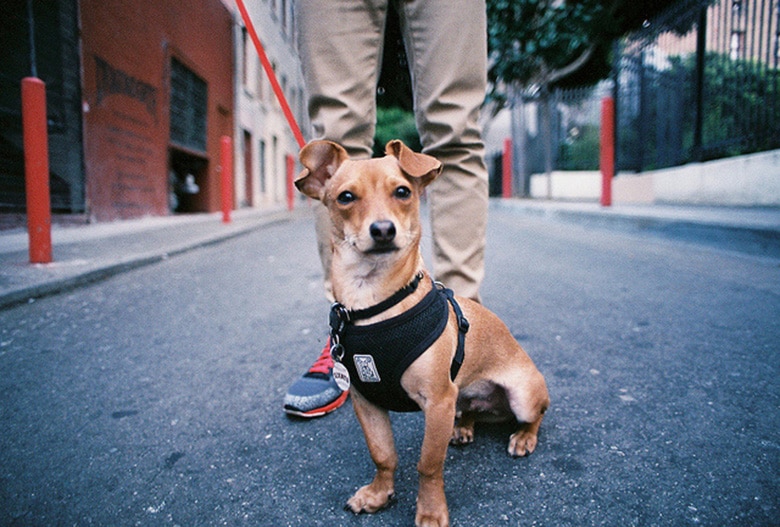 Hesitant to Leave Your Pup With a Dog Walker? Here are 5 Ways to Help Bring You Peace of Mind.