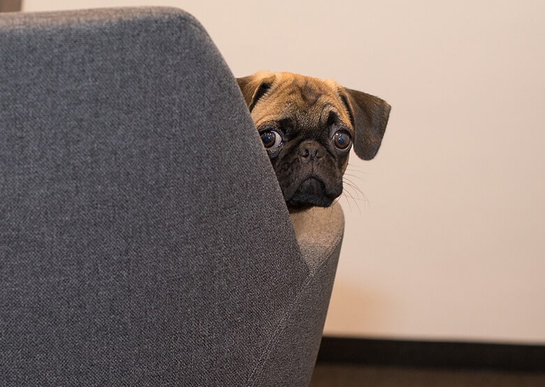 A pug dog peeking out from behind a chair.