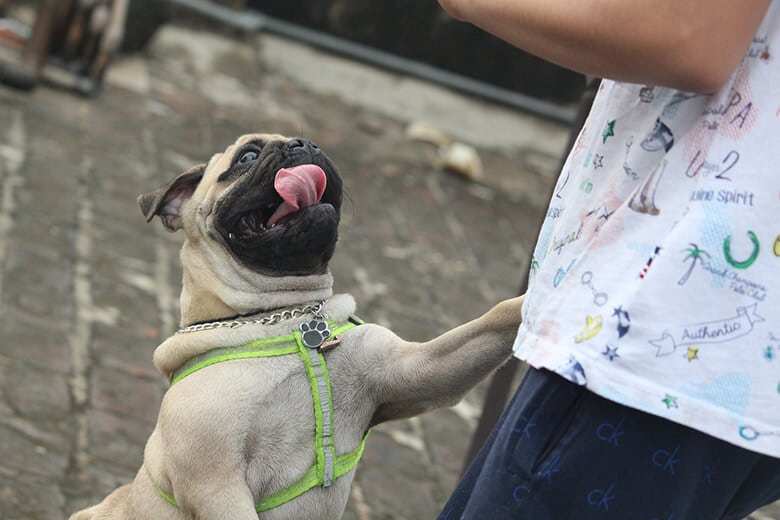 A pug dog is being affectionately petted by a person.