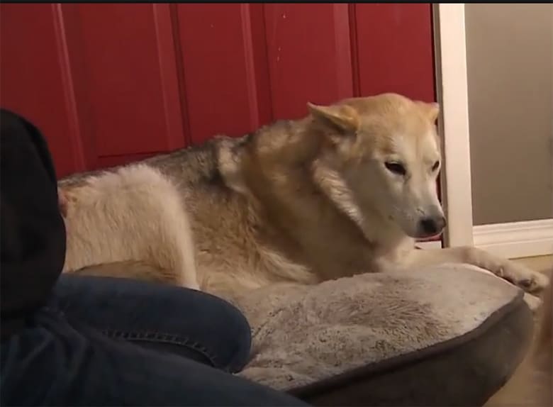 A dog lounging on a dog bed near a door.