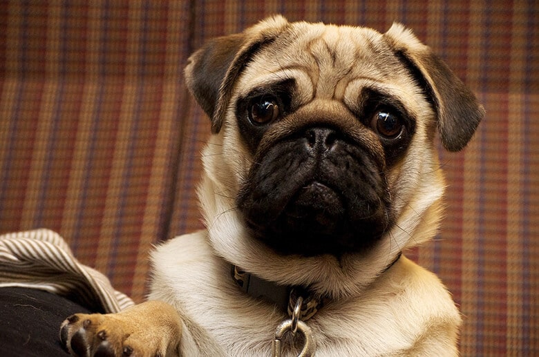 An upset pug dog sitting on a couch.