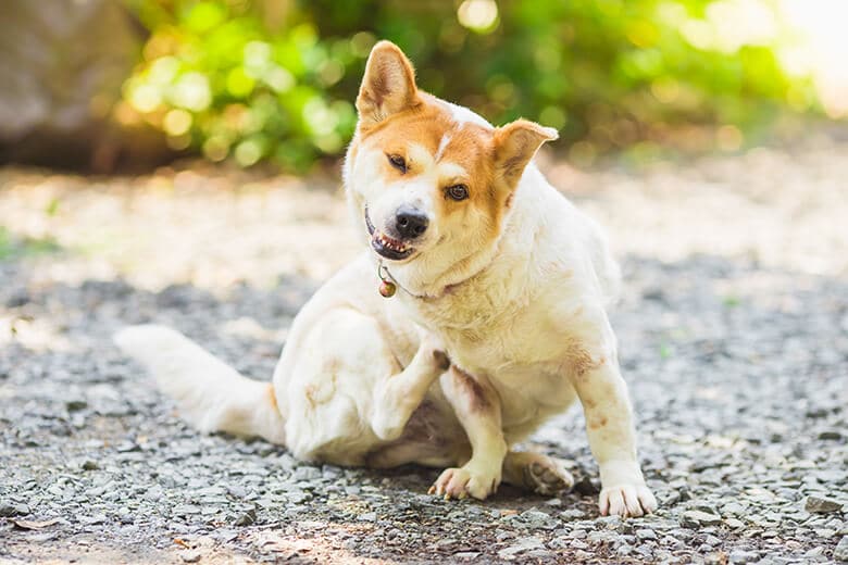 7 Fast-Acting and Effective Home Remedies to Stop Your Dog From Getting Fleas