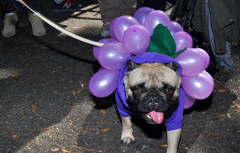 In a Pinch? Here are 9 Super Simple DIY Dog Costumes for Halloween.