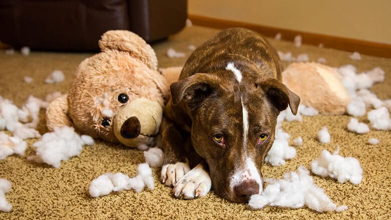 What That Guilty Expression on Your Dog's Face Really Means