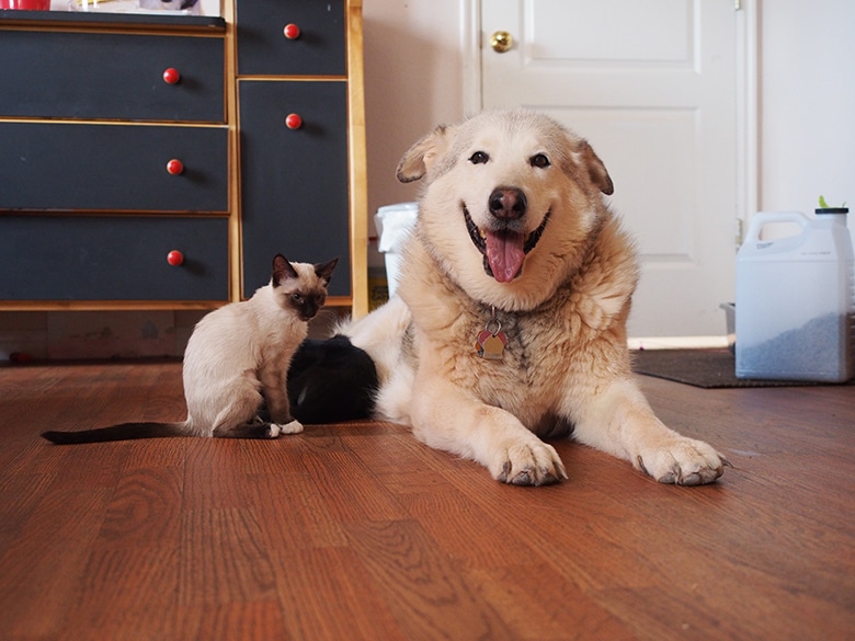 Kittens Heal Dog’s Heart After She Loses Her Best Friend, a 22-Year-Old Cat