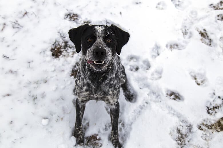 Baby, It’s Cold Outside: How to Keep Your Dog Safe From the Deadliest Winter Dangers