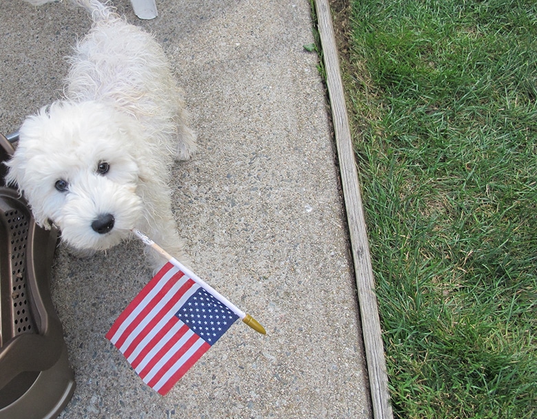 A white dog proudly holding an American flag on the 4th of July, ensuring a dog safe celebration.