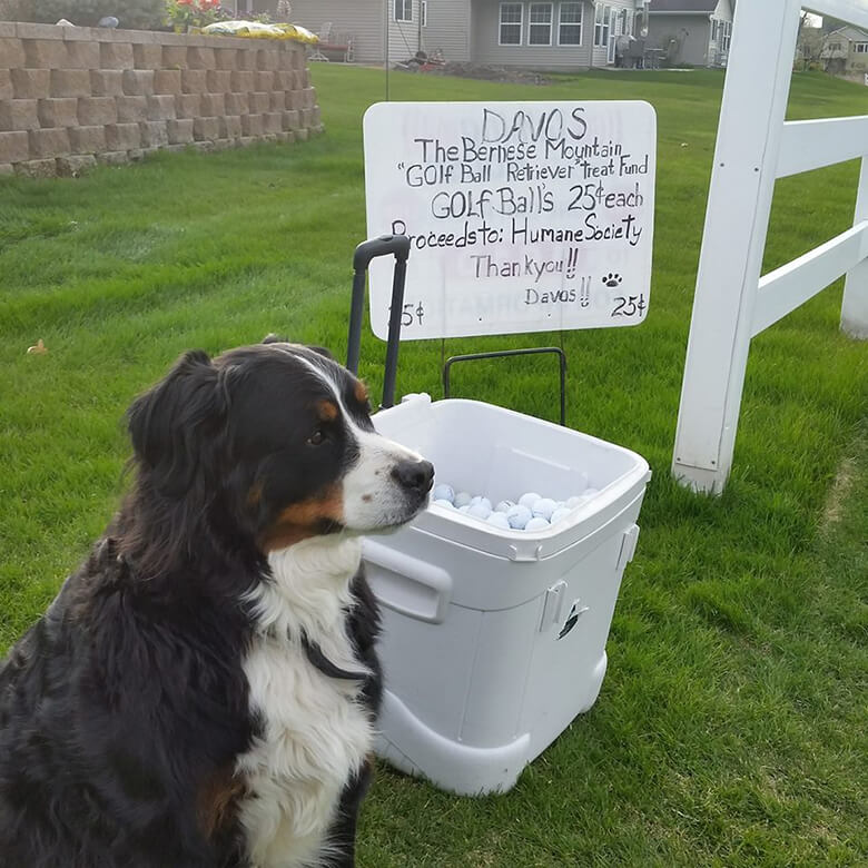 A retriever dog sitting next to a bucket of ice.