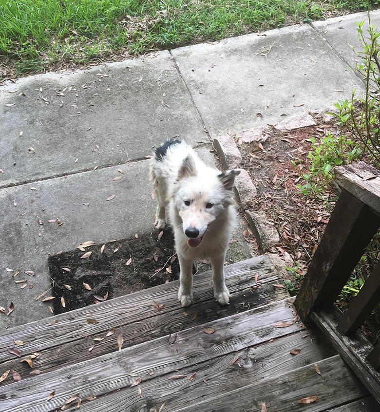 Stray Dog Shows Up on Doorway Seeking Shelter From Hurricane Irma, Ends Up Finding New Home