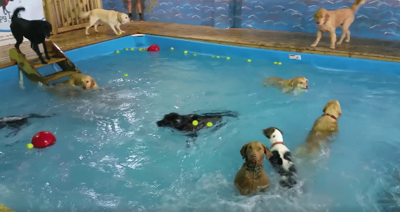 A group of dogs having a blast at a puppy pool party.