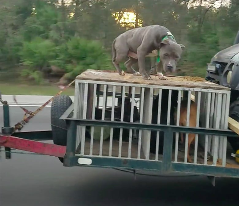 Man Driving With Dog on Top of Crate Under Investigation Because He Only Had ONE Tether