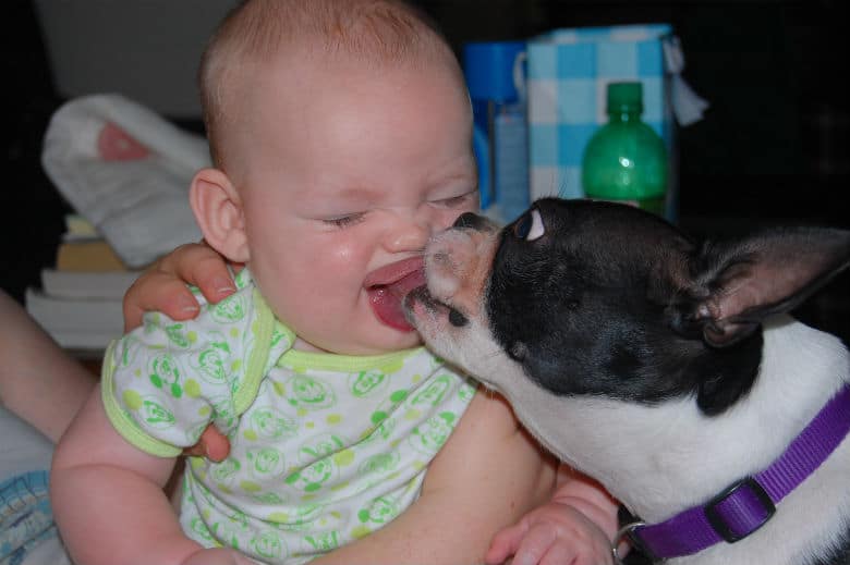 dog kissing baby