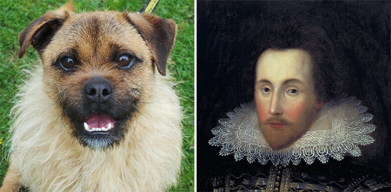 Dog Looks Just Like Shakespeare