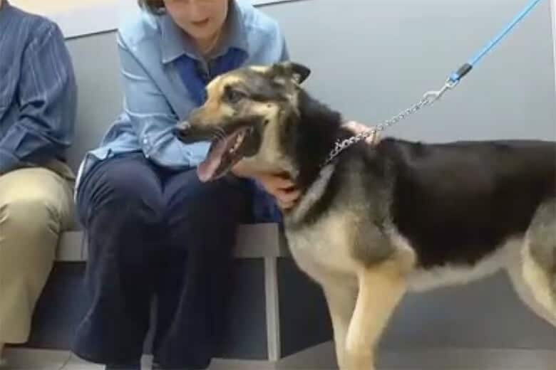 Four years later, a woman is still petting her beloved dog in the waiting room.