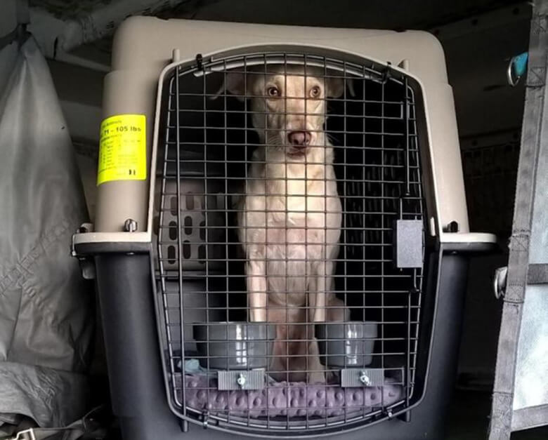 A dog sitting in a crate inside of a car.