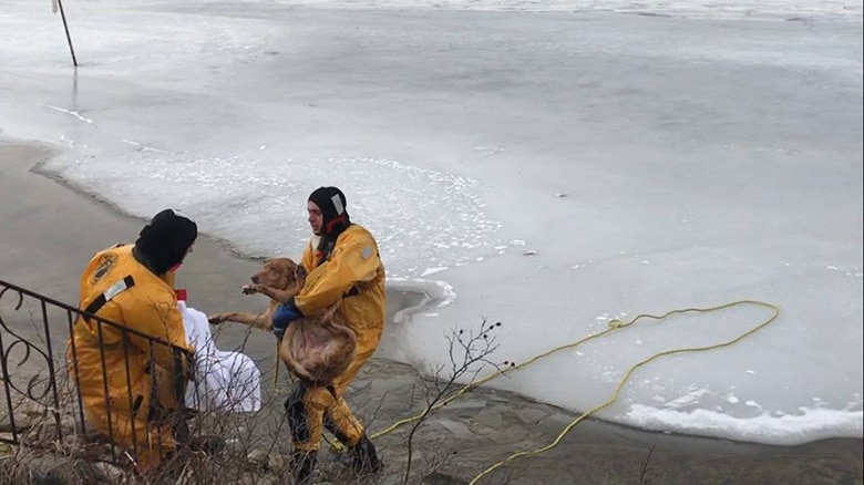 Senior Dog Who Fell Through Ice Saved By Firefighters