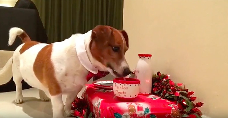 Dog Sets Out Cookies and Milk for Santa