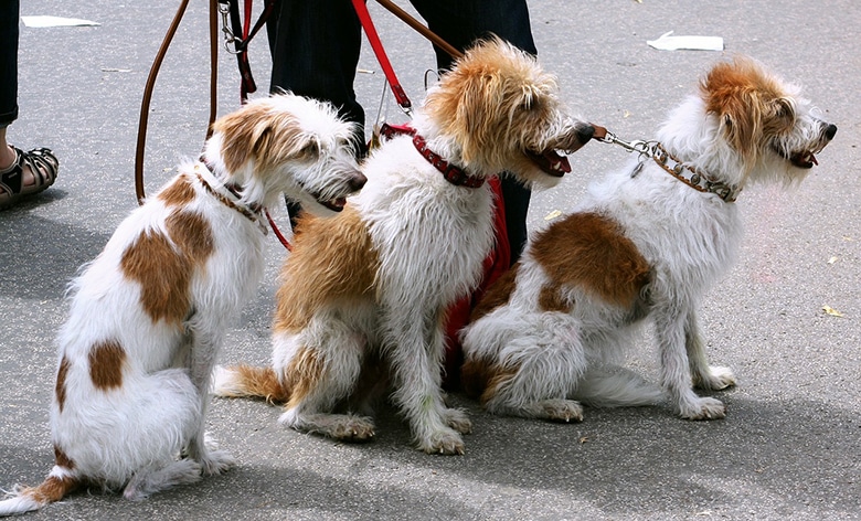 Soon, You May Have Better Luck Getting a Job as a Dog Walker Than Teacher