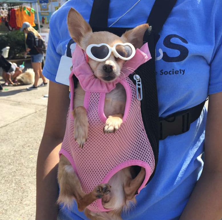 Why Nearly Half a Million People Are Into the Game Dogspotting