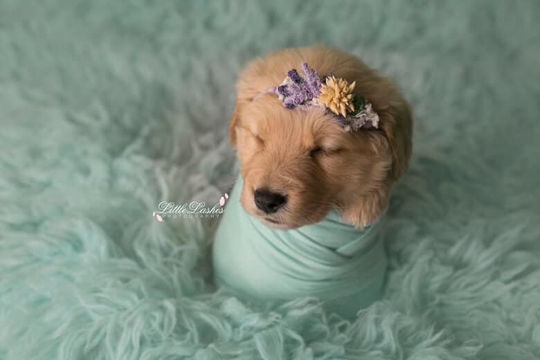 When a Baby Wasn’t in the Cards, a Woman Decides to do Newborn Shoot for Puppy