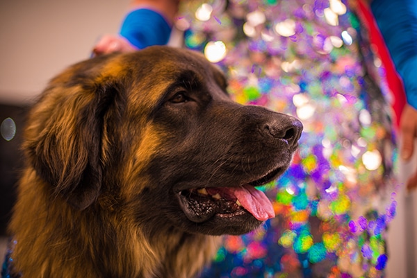 A large dog in a dress with a person in front of it at the Doggies and Tiaras Pageant.