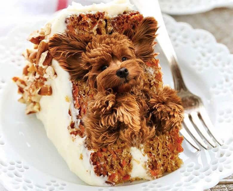 ‘Dogs in Food’ Instagram Series Merges Adorable Pups in Utterly Delicious Food