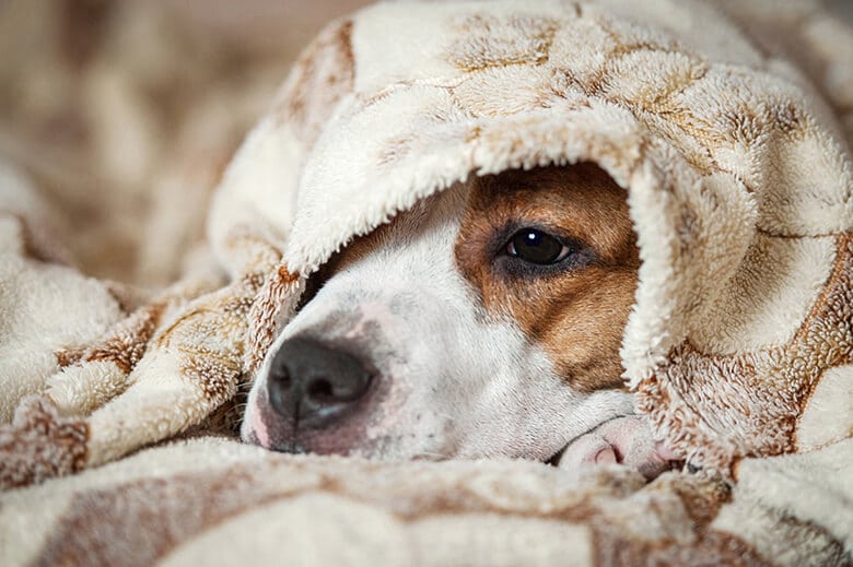 cure for dog cold