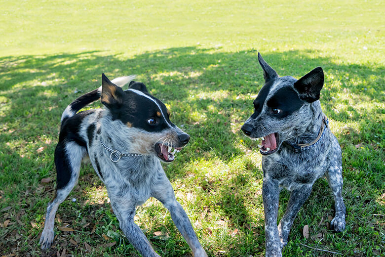 Two dogs playing with a frisbee in a park and having a great time together.