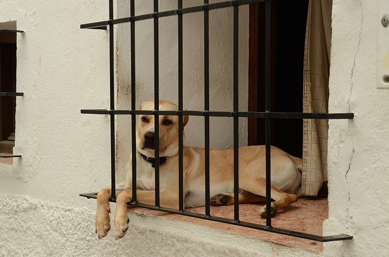 A foreclosed house has a dog sitting in a window.