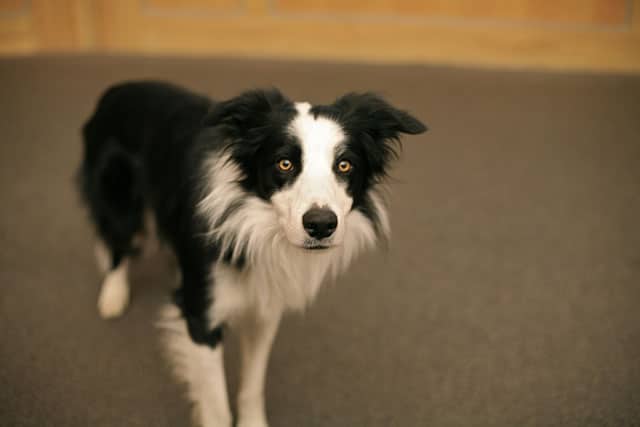 border collie