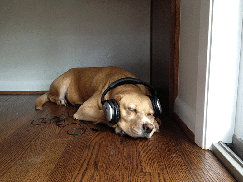 A study companion, a dog, is laying on the floor enjoying music through headphones.