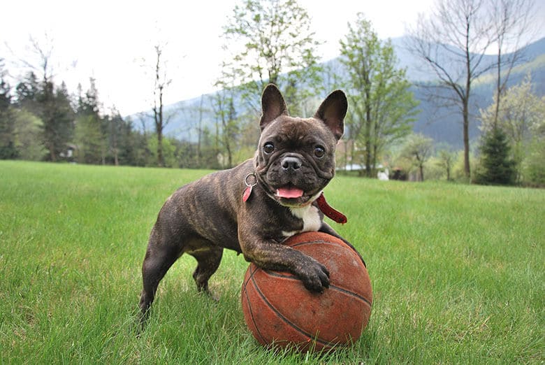 A teenage French bulldog enthusiastically plays with a basketball in a grassy field.