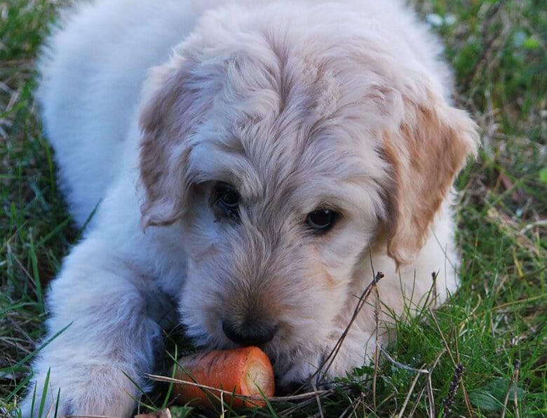 organic dog breath freshener