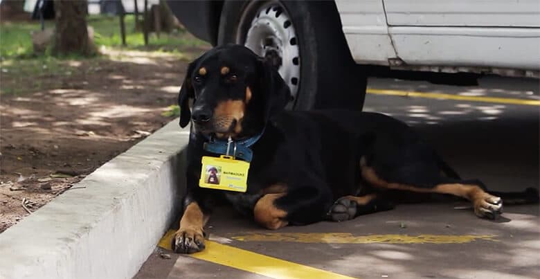 Gas Station Hires Three Homeless Dogs to Help Keep Them Safe