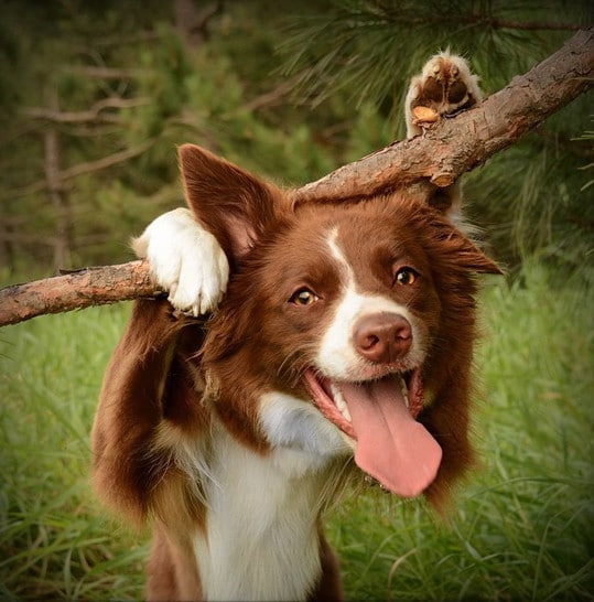 A brown and white border collie, one of the dogs of Instagram, gracefully hanging on a tree branch.