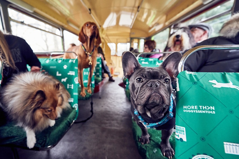 There Was a Bus Tour Just for Dogs in London