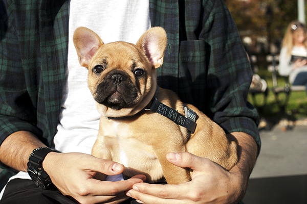 A man holding a small french bulldog on the street.