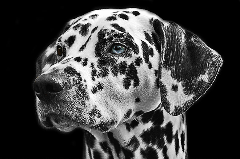 A black and white photo of a dalmatian dog.