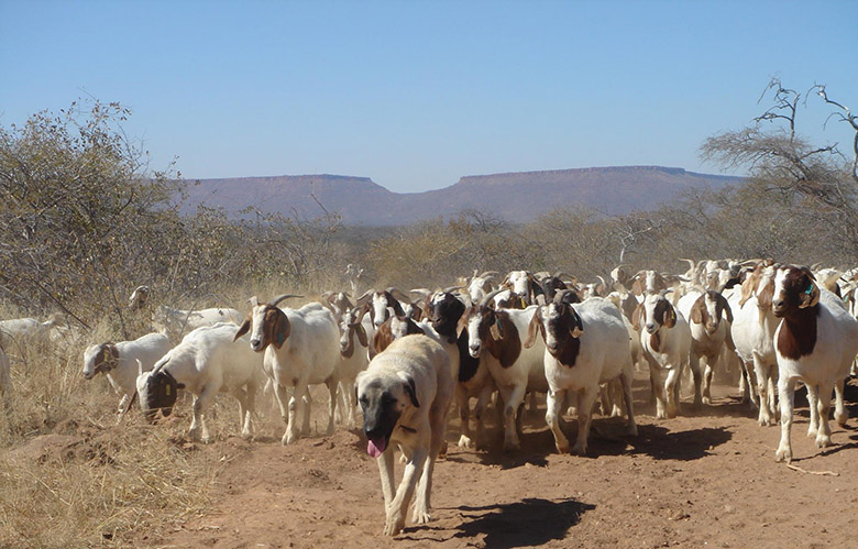 Enormous Dogs Are Keeping Cheetahs Safe and Away From Livestock