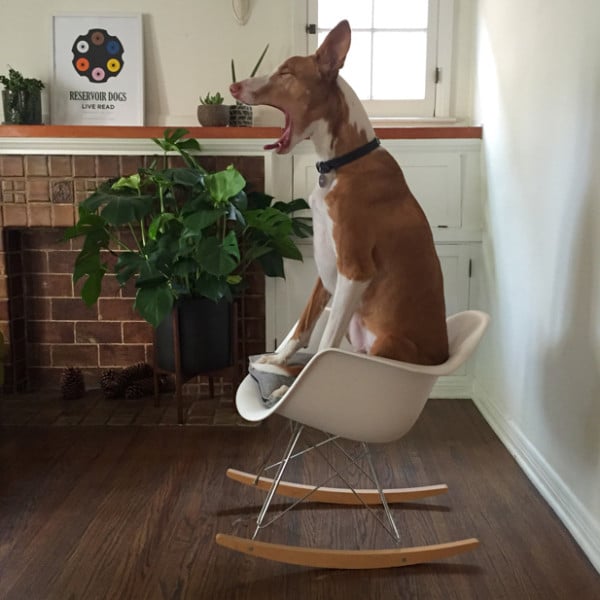 A pet sitting on a rocking chair in a living room, participating in a pet on furniture contest.